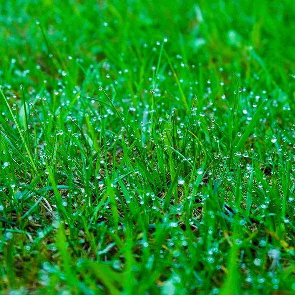 Thick, healthy green grass after aeration and seeding
