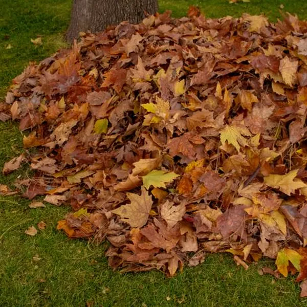 A neat pile of raked autumn leaves on a freshly cleaned-up lawn