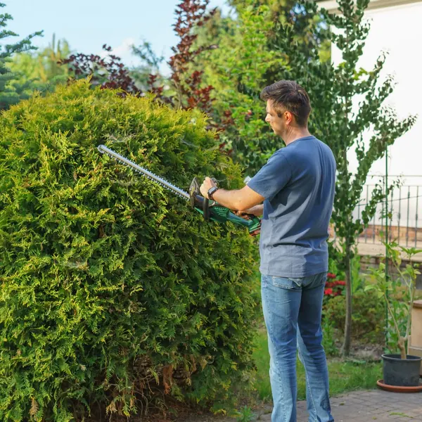 Trimming a shrub with a hedge trimmer beside a home
